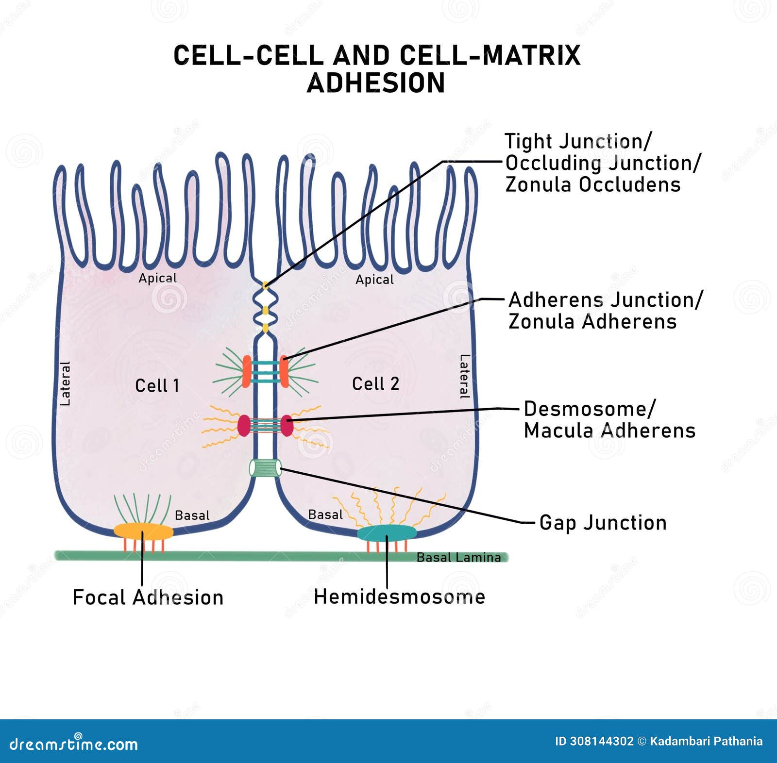 Integrins Mediators Of Cell Matrix And Cell Cell Adhesion Lasker