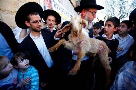 Jerusalem Police Thwart Passover Goat Sacrifice Plot The Forward Jerusalem Police Thwart Passover Goat Sacrifice Plot The Forward