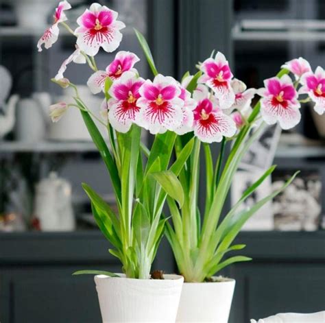 Kade Riche Orchid: A Rare Beauty Unveiled