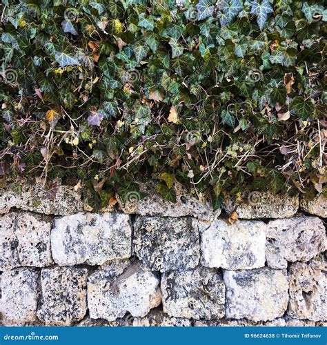 Leaves Of Ivy Covering Old Stone Wall Old Stone Wall Green Ivy Leafs Leaves Of Ivy Covering Old Stone Wall Old Stone Wall Green Ivy Leafs