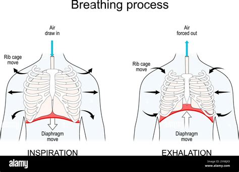 Lesson 7 Rib Cage And Diaphragm Positions During Breathing Diagram Lesson 7 Rib Cage And Diaphragm Positions During Breathing Diagram