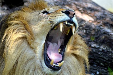 Lion Roar By Jendawn77 Deviantart Com On Deviantart Roaring Lion