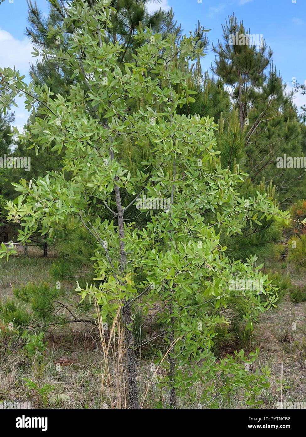 Louisiana Plant Id Quercus Incana Bluejack Oak