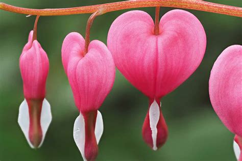 Love Heart Shaped Flower Flower Picture Picture Gallery