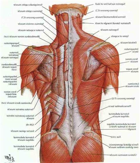 Lower Back Muscle Chart Isobella Worthington