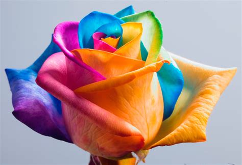 Make Your Own Real Rainbow Roses