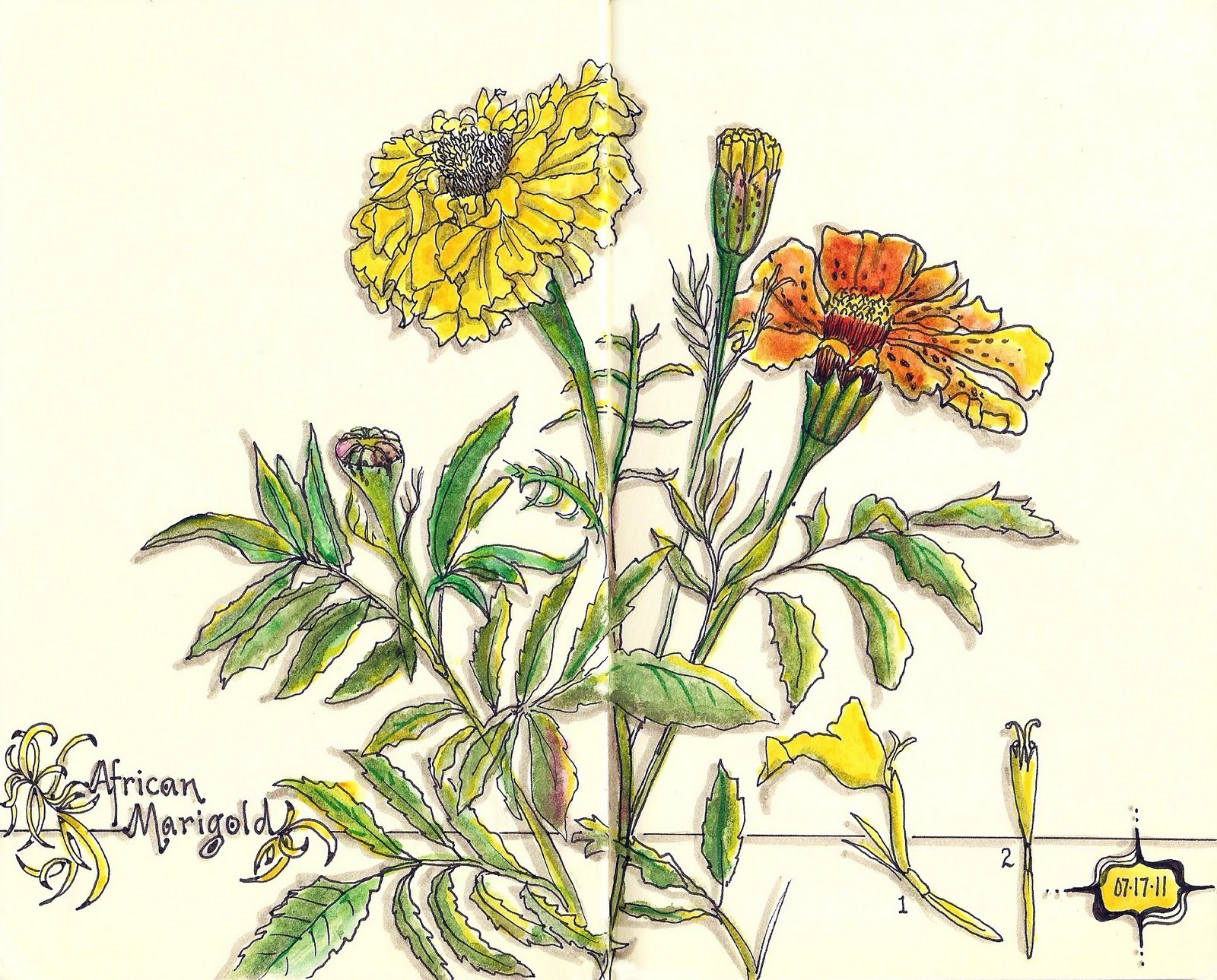 Marigold Drawing At Getdrawings Free Download