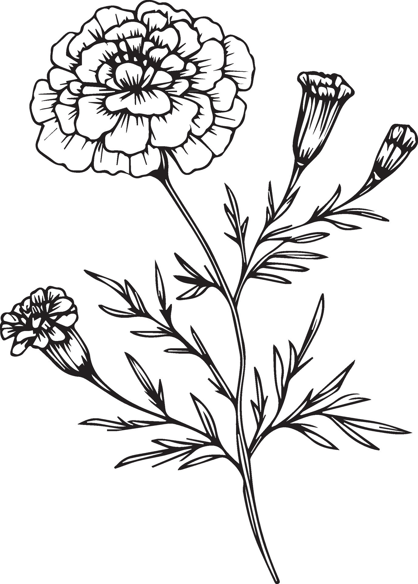 Marigold Drawing, October Birth Flower Tattoo Ideas,, 55% Off