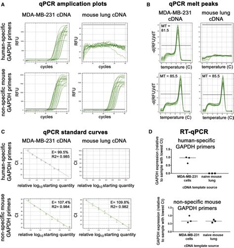 Mouse Gapdh Gene Primer For Qpcr Accurate Biology Mouse Gapdh Gene Primer For Qpcr Accurate Biology
