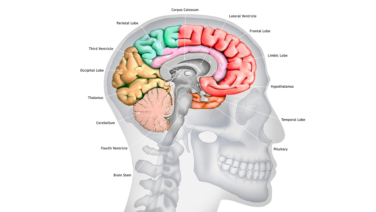 Neuroscience Unveiled Exploring Its Essence And Eccentric Beginnings