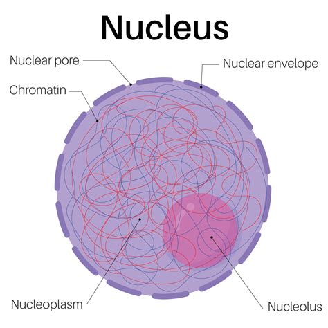 Understanding Nucleus Annihilation Cross Sections: A Quick Guide