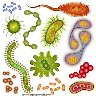 Organismes Coloniaux D Finition Et Explications Organismes Coloniaux D Finition Et Explications
