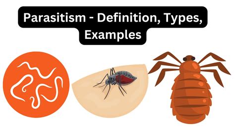 Parasitism Definition And Examples Expii Parasitism Definition And Examples Expii