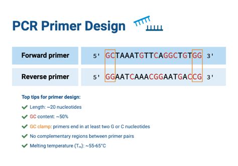 Pcr Primer Design Biorender Science Templates Pcr Primer Design Biorender Science Templates