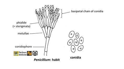 Penicillium Conidia vs Peziza: Key Differences Explained
