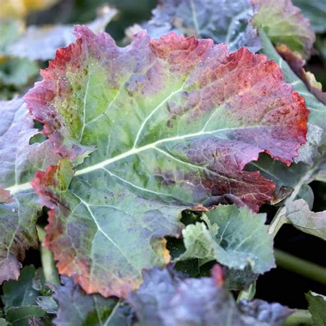 Phosphorus Deficiency In Plants Trifecta Natural Phosphorus Deficiency In Plants Trifecta Natural