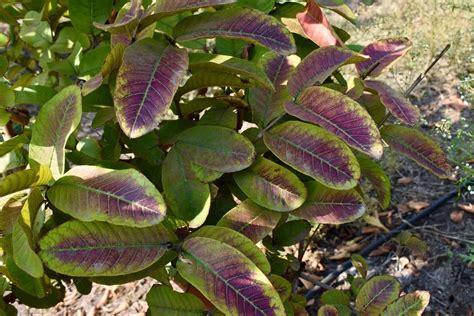 Phosphorus Deficiency In Plants Youtube Phosphorus Deficiency In Plants Youtube