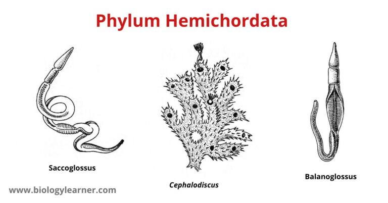 Phylum Hemichordata Examples And Characteristics