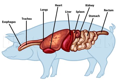 Pig Anatomy Chart