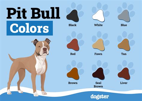 Pitbull Colors Guide Rare Colored Pitbulls Most Popular