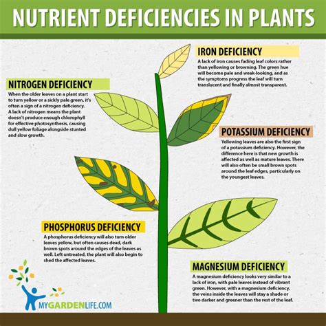 Plant Nutrient Deficiencies Knowledge Ninja Plant Nutrient Deficiencies Knowledge Ninja