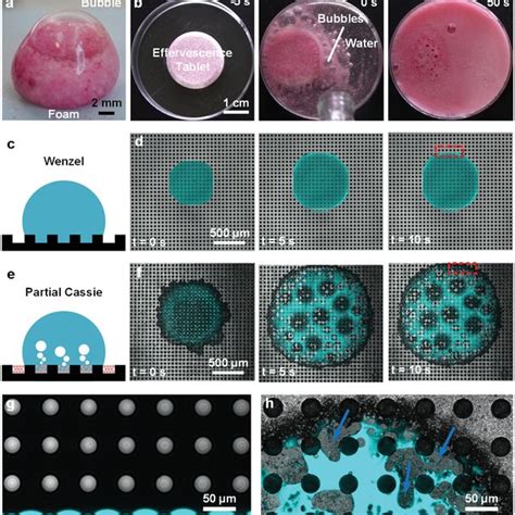 Plastron Regeneration Pressurized Immersion Of An Effervescence