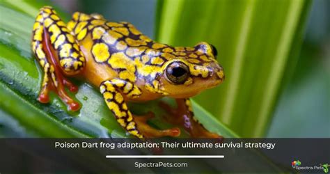 Poison Dart Frog Adaptations Survival Secrets