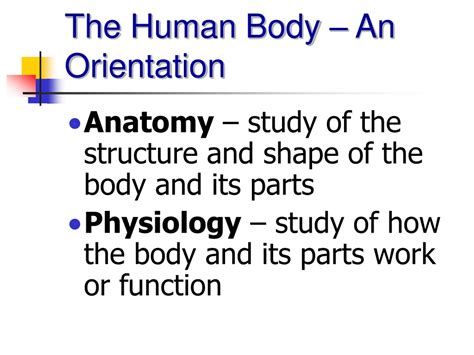 Ppt Chapter 1 The Human Body An Orientation Powerpoint Presentation
