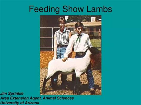 Ppt Feeding Show Lambs Powerpoint Presentation Free Download Id Ppt Feeding Show Lambs Powerpoint Presentation Free Download Id