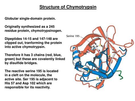 Ppt Lecture 13 Mechanism Of Chymotrypsin Powerpoint Presentation