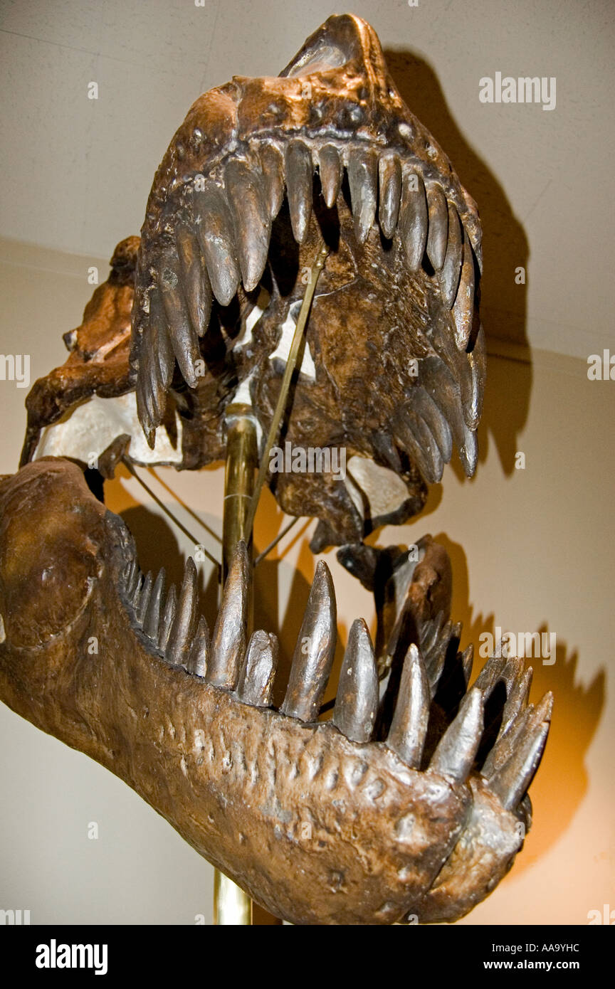 Prehistoric Dinosaur Jaw Bone On Display In Museum Stock Photo Alamy