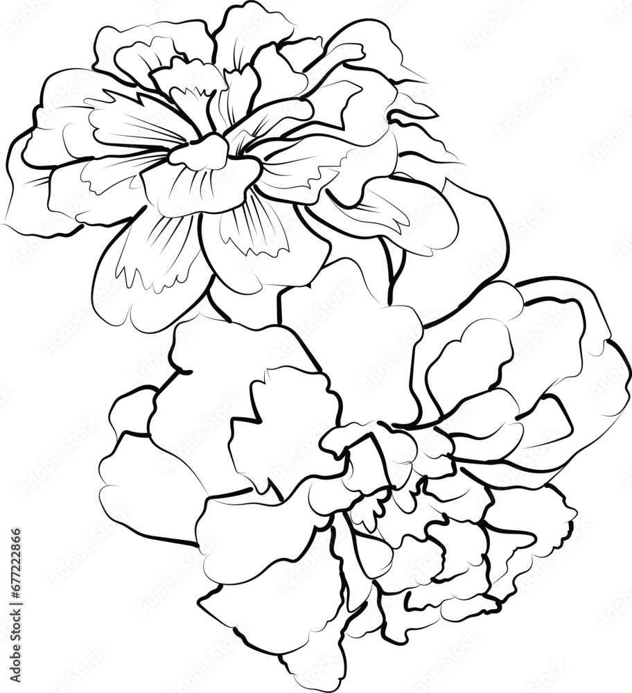 Premium Vector Marigold Flower Drawing October Birth Flower Tattoo
