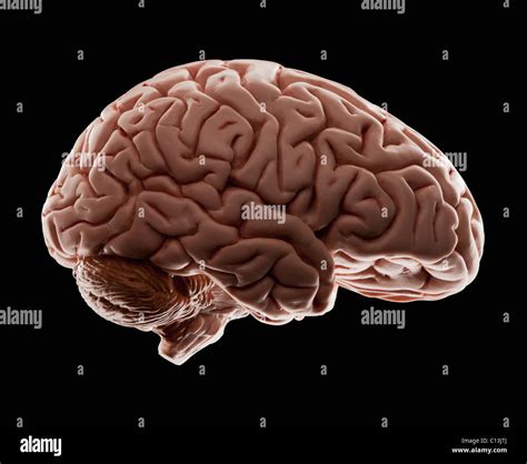Psychology In Human Brain Hi Res Stock Photography And Images Alamy Psychology In Human Brain Hi Res Stock Photography And Images Alamy