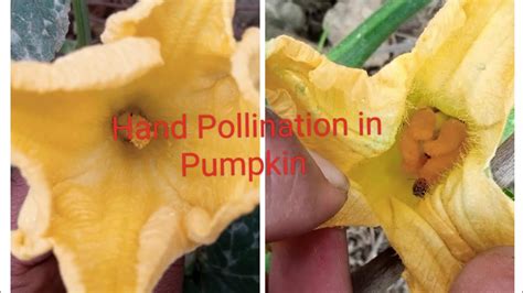 Pumpkin Pollination Ytshorts Agriculture Horticulture Jrf Upcatet