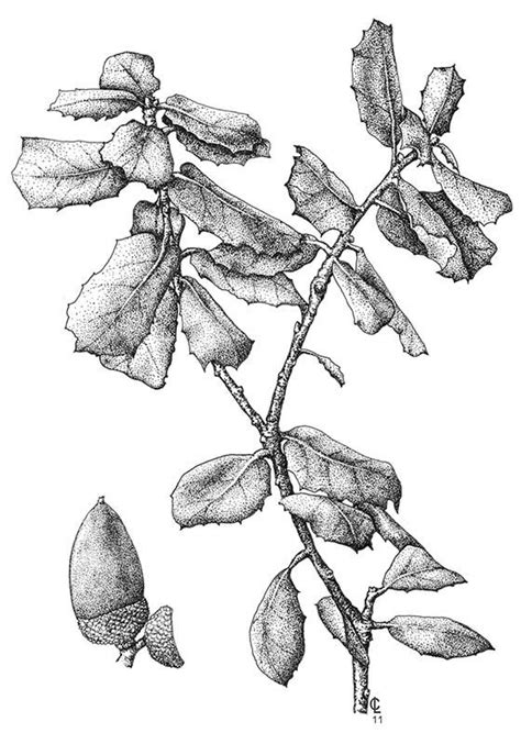 Quercus Ilex Ilustradora A Cristina Losa Leaf Drawing Leaves
