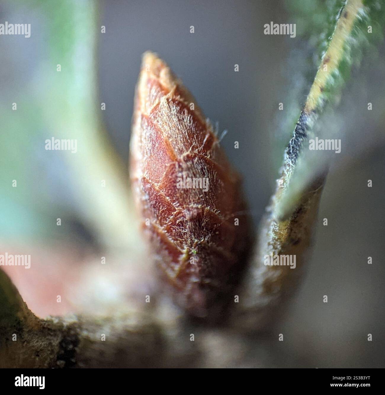 Easy Bluejack Oak Drawing Guide: Quercus Incana Simplified