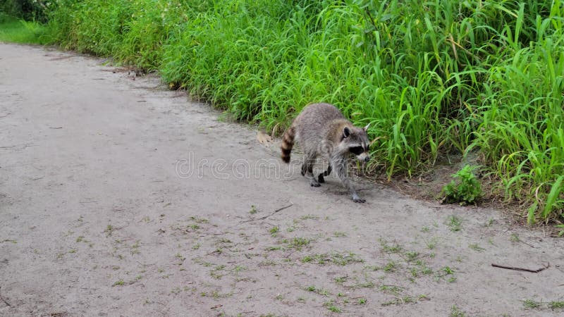 Raccoon Walking In Florida Park Stock Photo Image Of Walking