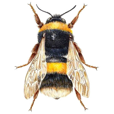 Realistic Bumble Bee Tattoo