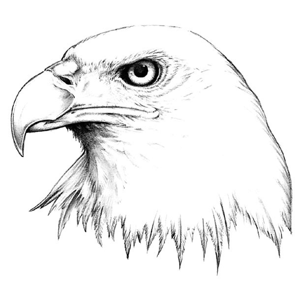 Realistic Eagle Tattoo