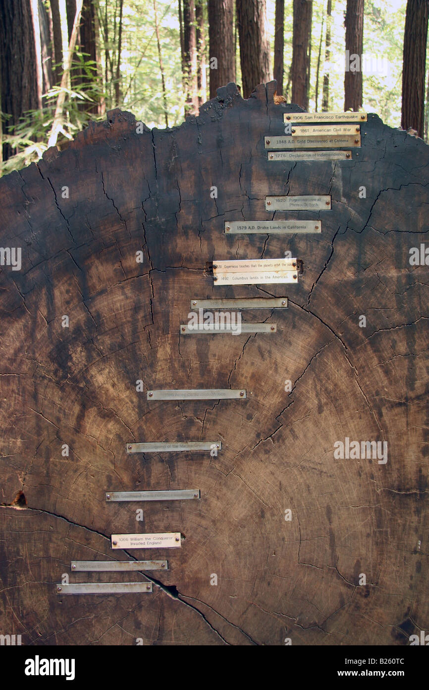 Redwood Tree Diagram