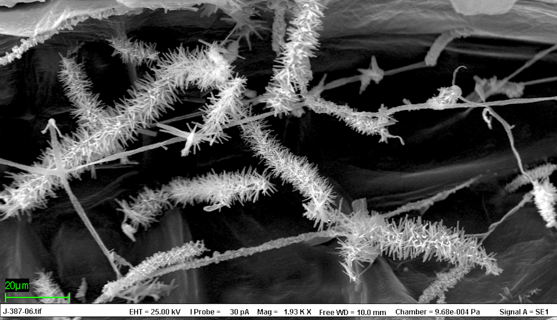 Research Is The First To Unlock The Secret Of Microbial Slime R Enzymes Research Is The First To Unlock The Secret Of Microbial Slime R Enzymes