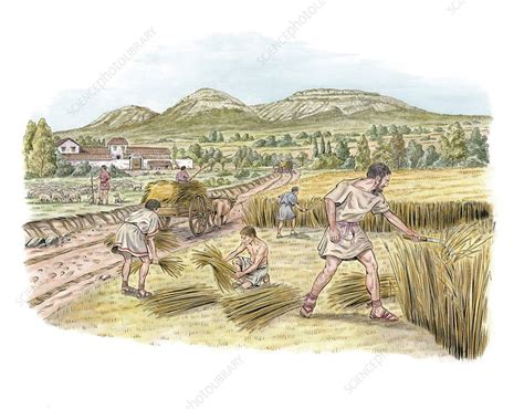 Roman Agriculture Artwork Stock Image C016 8294 Science Photo Library