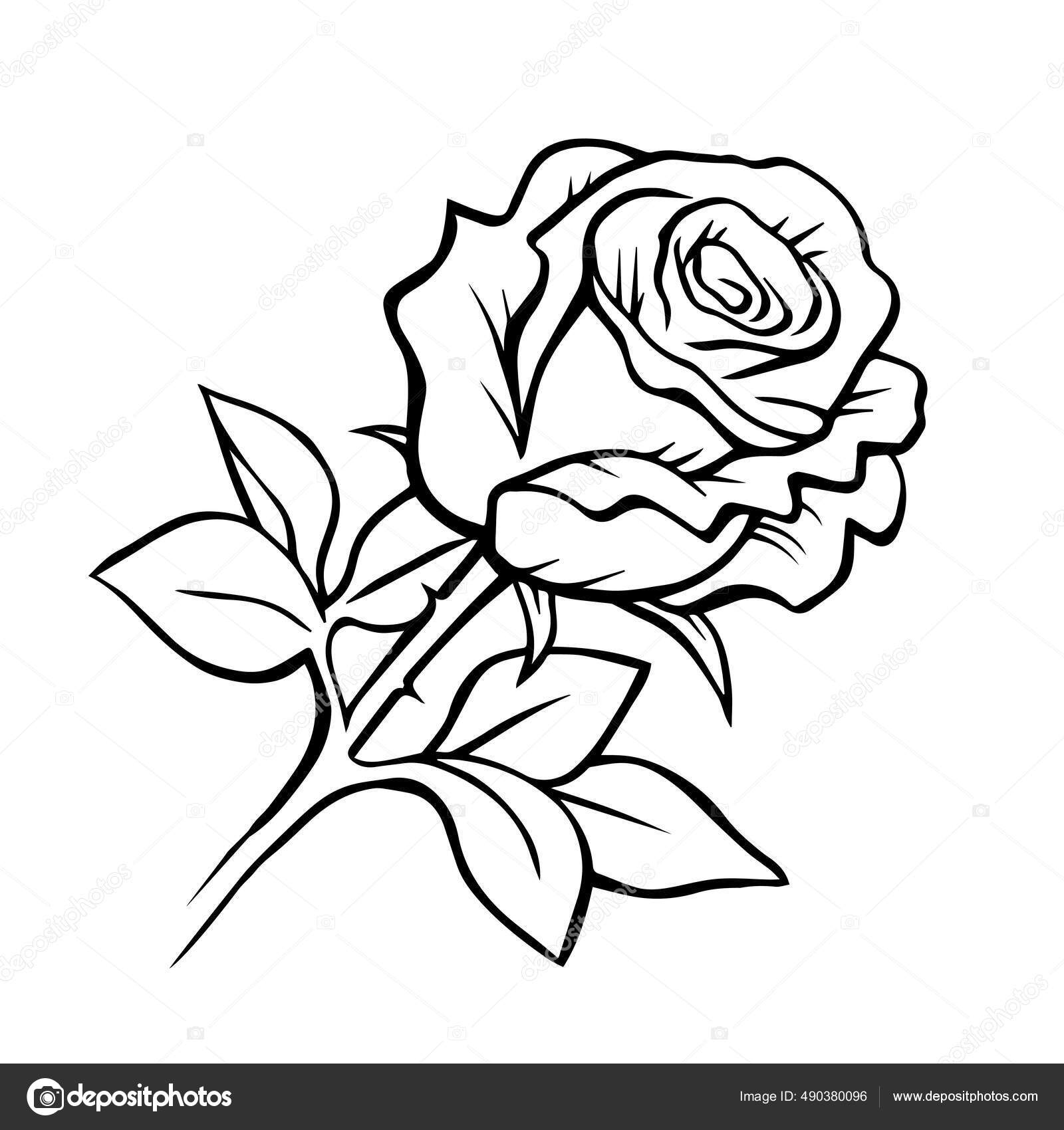 Rose Black And White Drawing