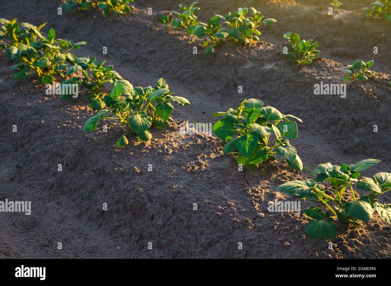Rows Of Potato Bushes On A Farm Plantation Agribusiness Organic Farming