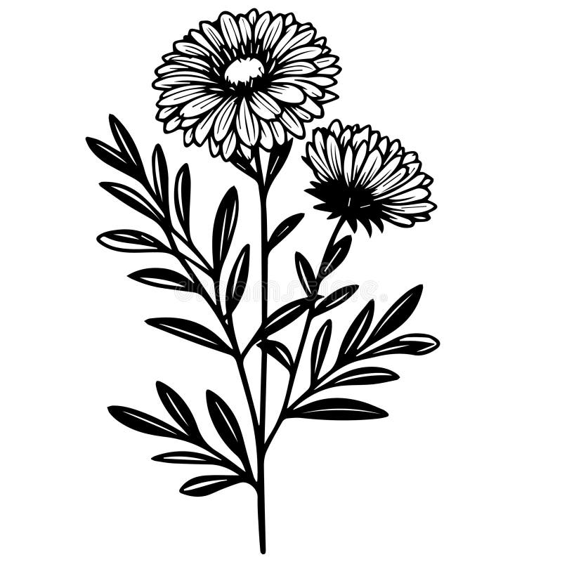 September Birth Flower Outline