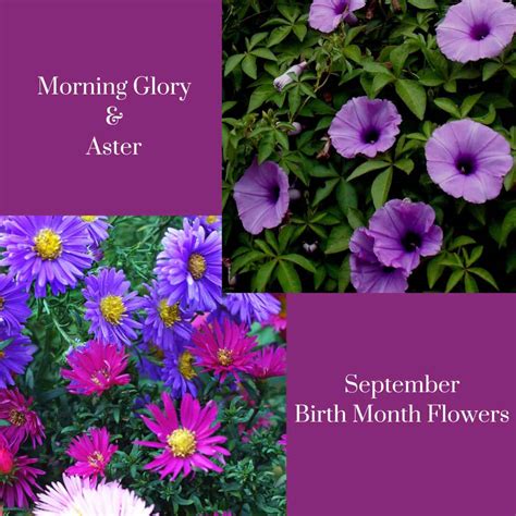 September Birth Month Flower Pack Scan Aster And Morning Glory Digital