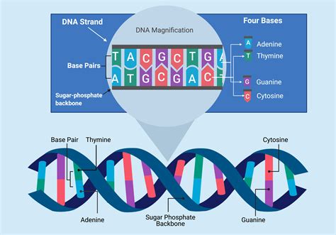 Sequencing The Gene Sequence Of Nucleotide Bases In The Decoded Dna