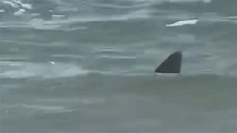 Sharks Near Me Experts Explain Uptick In Shark Attacks Bites Off