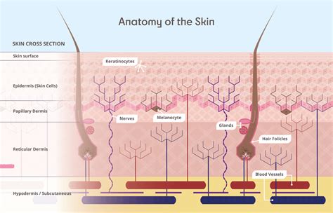 Skin Cancer Anatomy Thanc Guide