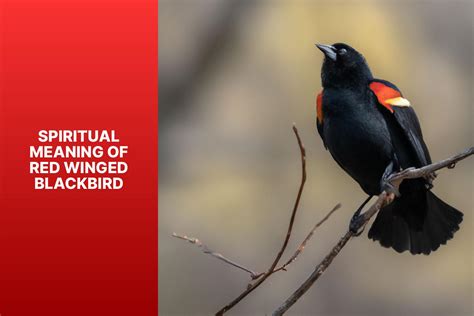 Spiritual Meaning Of Blackbird Symbolism And Significance Spiritual Meaning Of Blackbird Symbolism And Significance